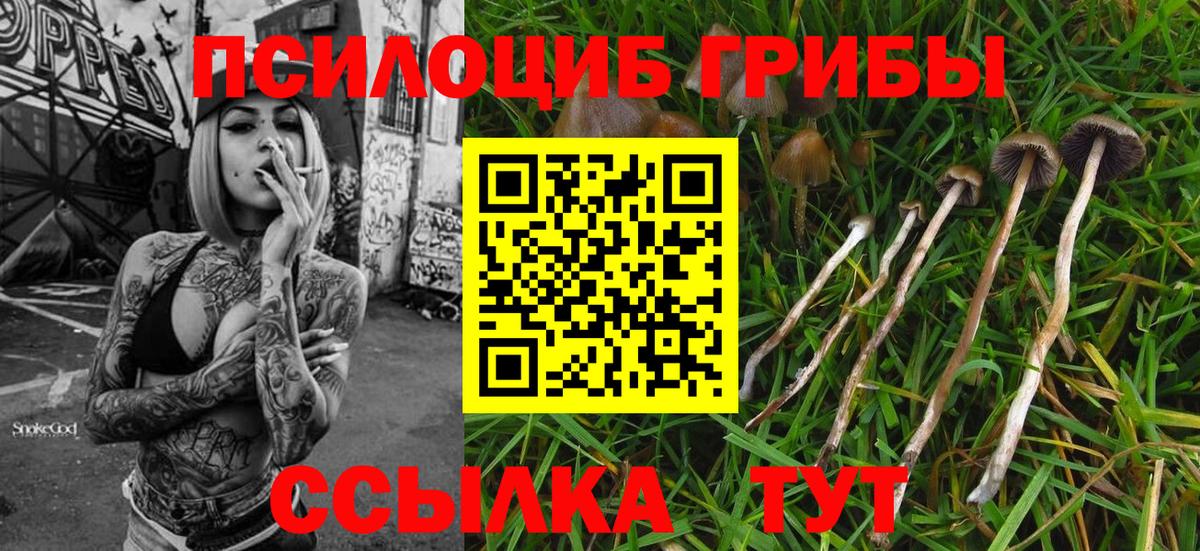Галлюциногенные грибы Psilocybe Заинск